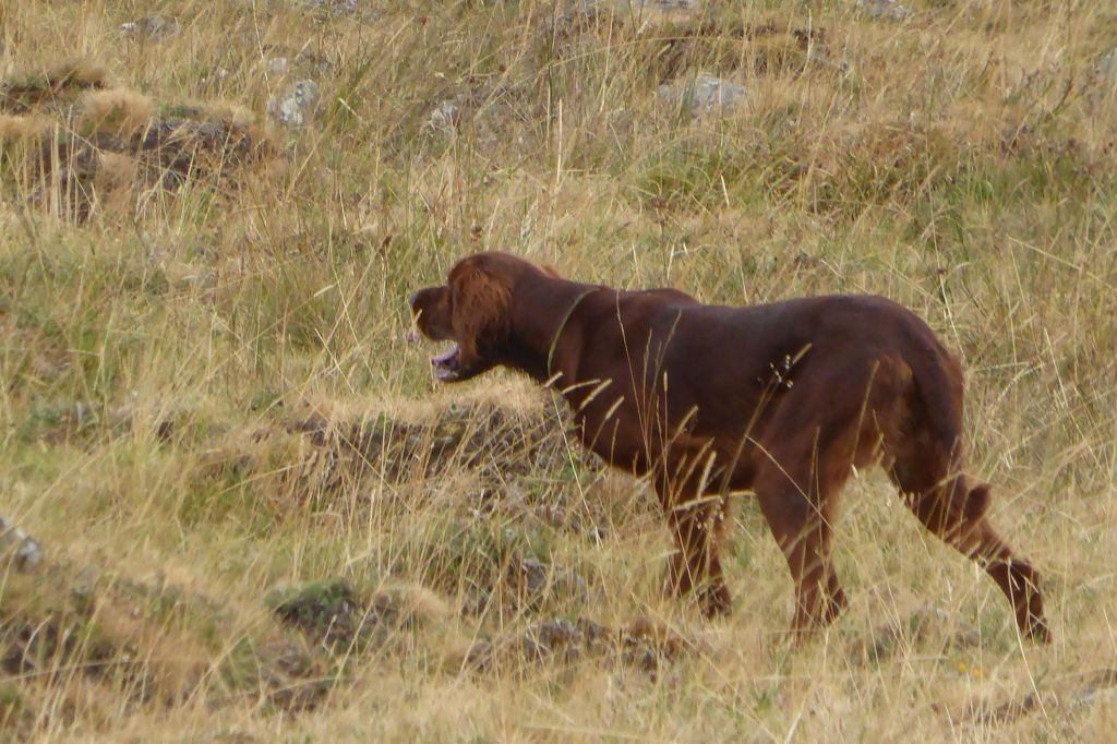 Paco De La Combe Des Anges