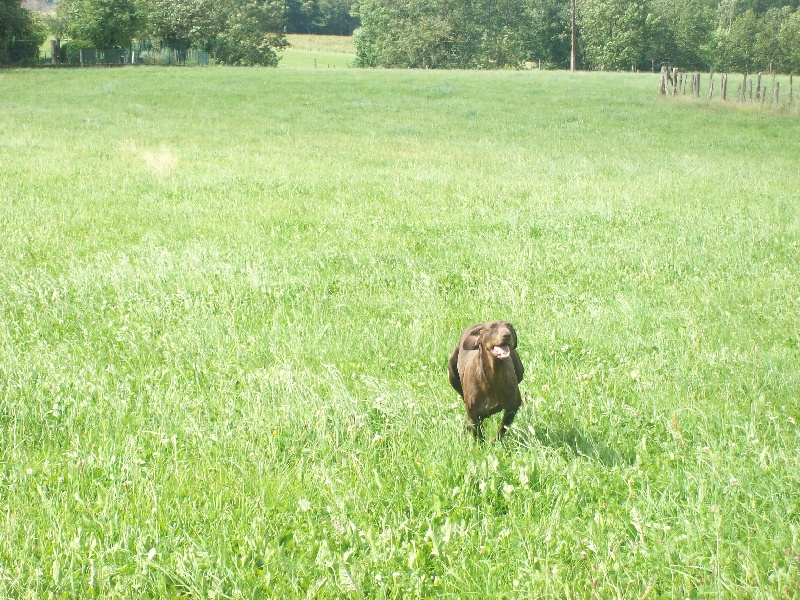 Chypie du Pied du Mont