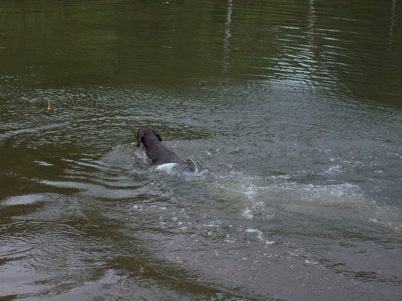 Chypie du Pied du Mont