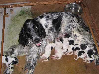 Des Hauts Burons Du Cantal - les chiots sont nés !!!