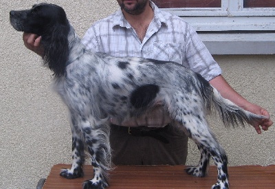 Des Hauts Burons Du Cantal - Spéciale setter Aurillac 2011