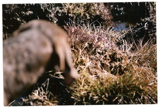 chasse de la bécassine dans le cézallier