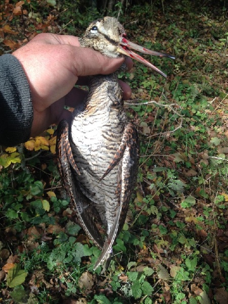 chasse a la bécasse