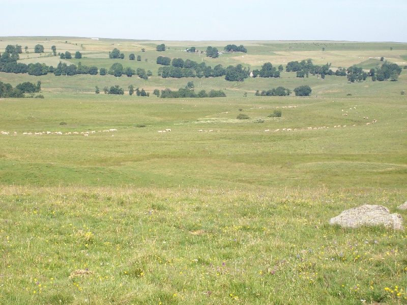 biotope du cézallier
